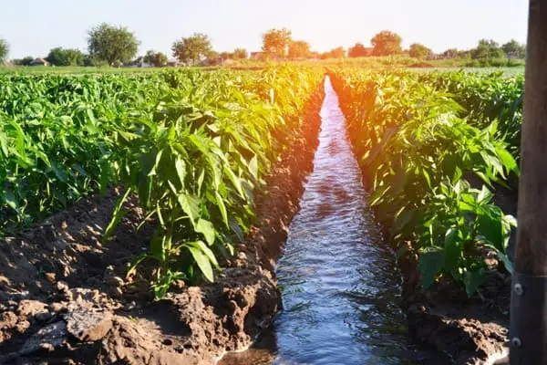 Agrícola