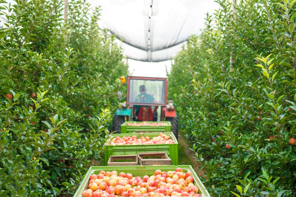 Frutales y huertos